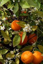 Load image into Gallery viewer, Neroli &amp; Bergamot Blossom Body Mist
