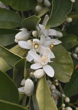 Load image into Gallery viewer, Neroli &amp; Bergamot Blossom Body Mist

